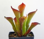 Heliamphora exappendiculata (Amuri Tepui) - kliknij aby zobaczyć zdjęcie. Heliamphora exappendiculata (Amuri Tepui)