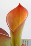 Heliamphora exappendiculata (Amuri Tepui) - kliknij aby zobaczyć zdjęcie. Heliamphora exappendiculata (Amuri Tepui)