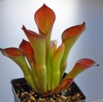 Heliamphora exappendiculata (Amuri Tepui) - kliknij aby zobaczyć zdjęcie. Heliamphora exappendiculata (Amuri Tepui)