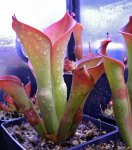Heliamphora exappendiculata (Amuri Tepui) - kliknij aby zobaczyć zdjęcie. Heliamphora exappendiculata (Amuri Tepui)