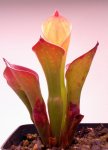 Heliamphora exappendiculata (Amuri Tepui) - kliknij aby zobaczyć zdjęcie. Heliamphora exappendiculata (Amuri Tepui)