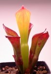 Heliamphora exappendiculata (Amuri Tepui) - kliknij aby zobaczyć zdjęcie. Heliamphora exappendiculata (Amuri Tepui)