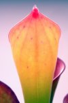 Heliamphora exappendiculata (Amuri Tepui) - kliknij aby zobaczyć zdjęcie. Heliamphora exappendiculata (Amuri Tepui)
