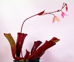 Heliamphora folliculata (Aparaman Tepui, Venezuela) - kliknij aby zobaczyć zdjęcie. Heliamphora folliculata (Aparaman Tepui, Venezuela)