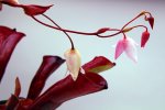 Heliamphora folliculata (Aparaman Tepui, Venezuela) - kliknij aby zobaczyć zdjęcie. Heliamphora folliculata (Aparaman Tepui, Venezuela)