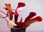 Heliamphora folliculata (Aparaman Tepui, Venezuela) - kliknij aby zobaczyć zdjęcie. Heliamphora folliculata (Aparaman Tepui, Venezuela)
