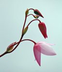 Heliamphora folliculata (Aparaman Tepui, Venezuela) - kliknij aby zobaczyć zdjęcie. Heliamphora folliculata (Aparaman Tepui, Venezuela)