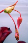 Heliamphora folliculata (Aparaman Tepui, Venezuela) - kliknij aby zobaczyć zdjęcie. Heliamphora folliculata (Aparaman Tepui, Venezuela)