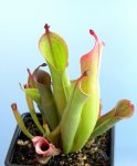 Heliamphora huberi (Amuri Tepui) - kliknij aby zobaczyć zdjęcie. Heliamphora huberi (Amuri Tepui)