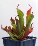 Heliamphora huberi (Amuri Tepui) - kliknij aby zobaczyć zdjęcie. Heliamphora huberi (Amuri Tepui)