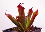 Heliamphora huberi (Amuri Tepui) - kliknij aby zobaczyć zdjęcie. Heliamphora huberi (Amuri Tepui)