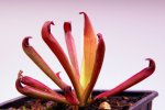 Heliamphora huberi (Amuri Tepui) - kliknij aby zobaczyć zdjęcie. Heliamphora huberi (Amuri Tepui)