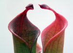Heliamphora huberi (Amuri Tepui) - kliknij aby zobaczyć zdjęcie. Heliamphora huberi (Amuri Tepui)
