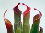 Heliamphora huberi (Amuri Tepui) - kliknij aby zobaczyć zdjęcie. Heliamphora huberi (Amuri Tepui)