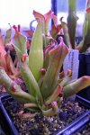 Heliamphora huberi (Amuri Tepui) - kliknij aby zobaczyć zdjęcie. Heliamphora huberi (Amuri Tepui)