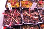 Heliamphora ionasii - kliknij aby zobaczyć zdjęcie. Heliamphora ionasii