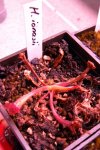 Heliamphora ionasii - kliknij aby zobaczyć zdjęcie. Heliamphora ionasii