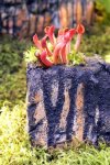 Heliamphora minor - kliknij aby zobaczyć zdjęcie. Heliamphora minor