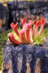 Heliamphora minor - kliknij aby zobaczyć zdjęcie. Heliamphora minor