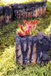 Heliamphora minor - kliknij aby zobaczyć zdjęcie. Heliamphora minor