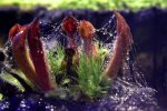Heliamphora minor - kliknij aby zobaczyć zdjęcie. Heliamphora minor