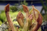 Heliamphora minor - kliknij aby zobaczyć zdjęcie. Heliamphora minor
