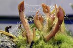 Heliamphora minor - kliknij aby zobaczyć zdjęcie. Heliamphora minor