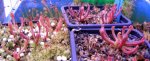Heliamphora minor - kliknij aby zobaczyć zdjęcie. Heliamphora minor