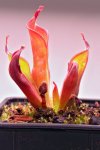 Heliamphora neblinae (Avispa Venezuela) - kliknij aby zobaczyć zdjęcie. Heliamphora neblinae (Avispa Venezuela)