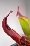 Heliamphora neblinae (Avispa Venezuela) - kliknij aby zobaczyć zdjęcie. Heliamphora neblinae (Avispa Venezuela)