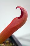 Heliamphora neblinae (Avispa Venezuela) - kliknij aby zobaczyć zdjęcie. Heliamphora neblinae (Avispa Venezuela)