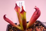 Heliamphora neblinae (Avispa Venezuela) - kliknij aby zobaczyć zdjęcie. Heliamphora neblinae (Avispa Venezuela)