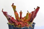 Heliamphora nutans (Roraima Tepui) - kliknij aby zobaczyć zdjęcie. Heliamphora nutans (Roraima Tepui)