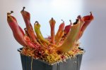 Heliamphora nutans (Roraima Tepui) - kliknij aby zobaczyć zdjęcie. Heliamphora nutans (Roraima Tepui)