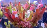 Heliamphora nutans - kliknij aby zobaczyć zdjęcie. Heliamphora nutans