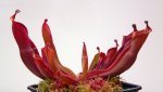 Heliamphora nutans (Roraima) - kliknij aby zobaczyć zdjęcie. Heliamphora nutans (Roraima)