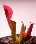 Heliamphora parva (Cerro Neblina) - kliknij aby zobaczyć zdjęcie. Heliamphora parva (Cerro Neblina)