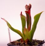 Heliamphora parva (Cerro Neblina) - kliknij aby zobaczyć zdjęcie. Heliamphora parva (Cerro Neblina)