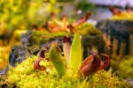 Heliamphora pulchella (Apacapa Tepui) - kliknij aby zobaczyć zdjęcie. Heliamphora pulchella (Apacapa Tepui)