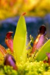 Heliamphora pulchella (Apacapa Tepui) - kliknij aby zobaczyć zdjęcie. Heliamphora pulchella (Apacapa Tepui)