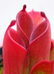 Heliamphora pulchella (Amuri Tepui) - kliknij aby zobaczyć zdjęcie. Heliamphora pulchella (Amuri Tepui)