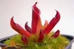 Heliamphora pulchella (Chimanta Tepui) - kliknij aby zobaczyć zdjęcie. Heliamphora pulchella (Chimanta Tepui)