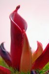 Heliamphora pulchella (Chimanta Tepui) - kliknij aby zobaczyć zdjęcie. Heliamphora pulchella (Chimanta Tepui)