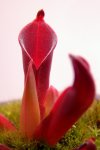 Heliamphora pulchella (Chimanta Tepui) - kliknij aby zobaczyć zdjęcie. Heliamphora pulchella (Chimanta Tepui)