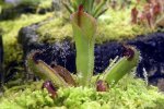 Heliamphora pulchella (Apacapa Tepui) - kliknij aby zobaczyć zdjęcie. Heliamphora pulchella (Apacapa Tepui)