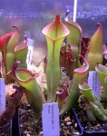 Heliamphora spec. nov. Akopan - kliknij aby zobaczyć zdjęcie. Heliamphora spec. nov. Akopan