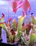 Heliamphora spec. nov. Akopan - kliknij aby zobaczyć zdjęcie. Heliamphora spec. nov. Akopan