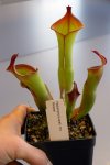Heliamphora spec. nov. Akopan - kliknij aby zobaczyć zdjęcie. Heliamphora spec. nov. Akopan