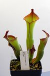 Heliamphora spec. nov. Akopan - kliknij aby zobaczyć zdjęcie. Heliamphora spec. nov. Akopan