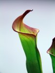 Heliamphora spec. nov. Akopan - kliknij aby zobaczyć zdjęcie. Heliamphora spec. nov. Akopan